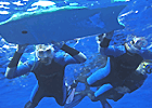 水中でクジラを観察