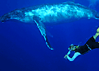 クジラと一緒に泳ぐ