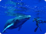 ルルツのクジラと泳ぐ